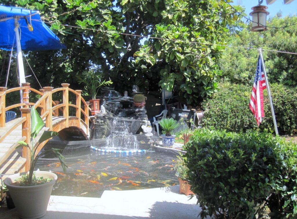 KOI-Pond-on-August-28-2010-31.jpg