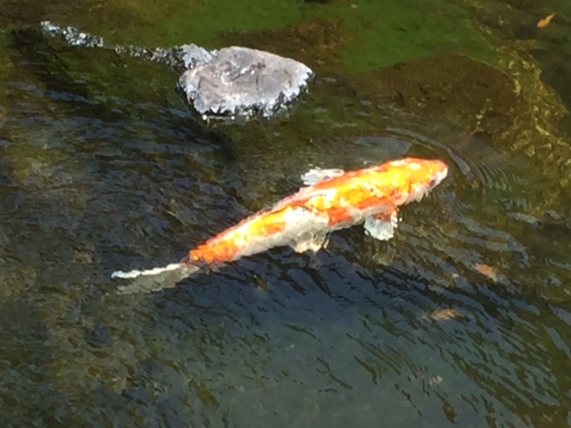 Yellow-Koi.jpg